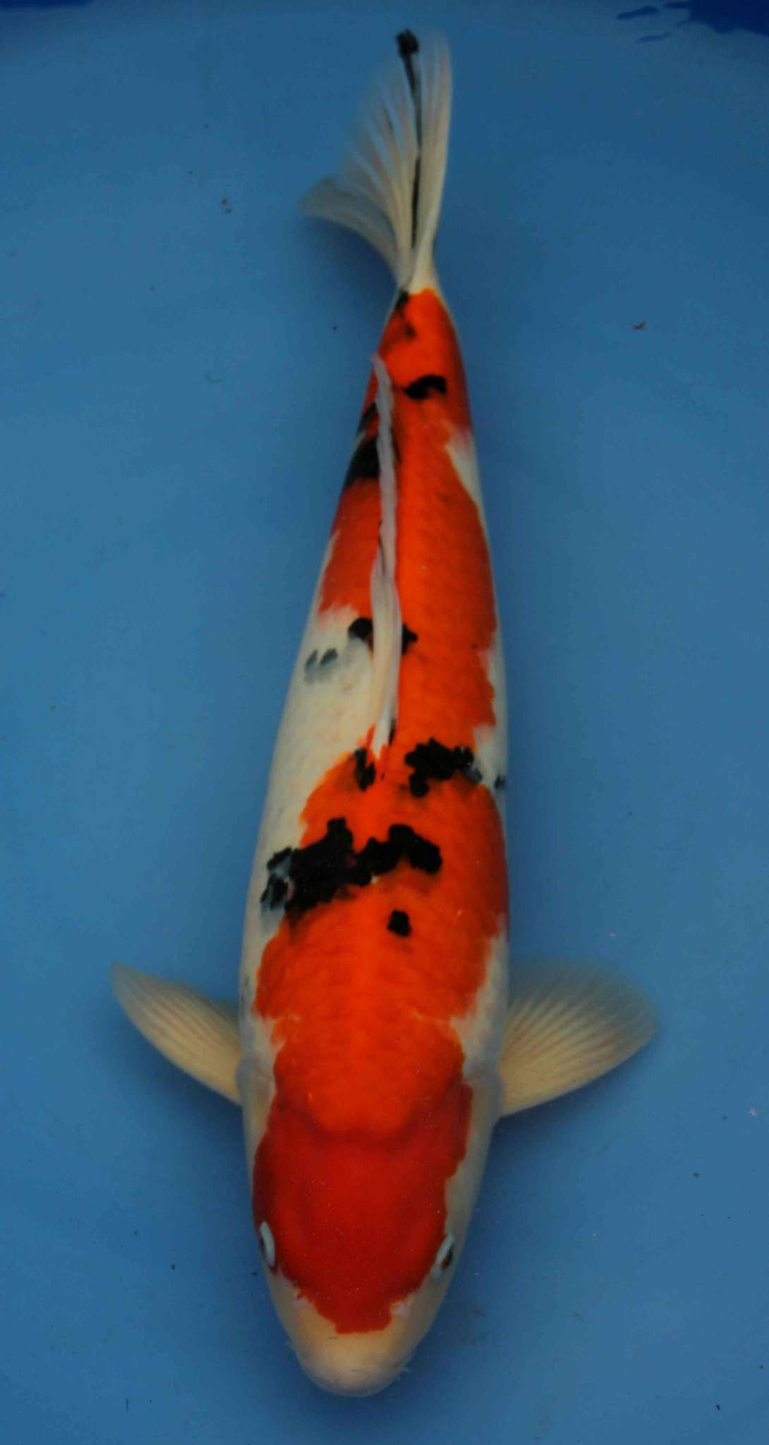 【三色优种锦鲤苗子河北保定水产精品养殖出售